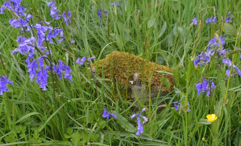 Cillíns in County Clare